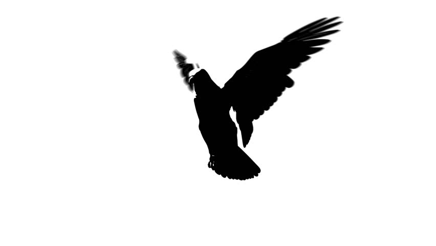 silhouette looping flying eagle half view