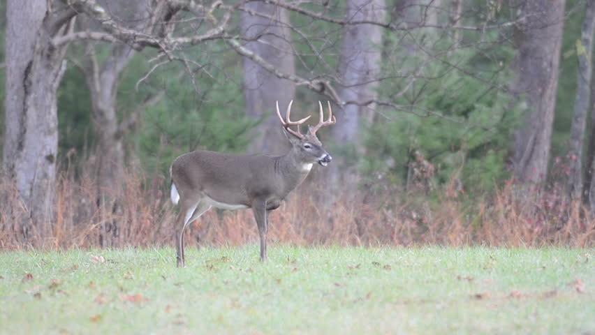 Wild Turkeys run along the edge of a meadow as a white-tailed deer buck grazes