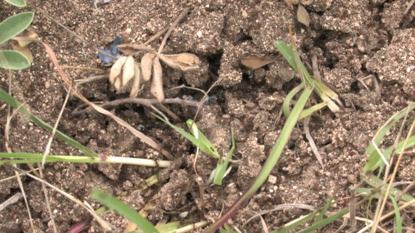 Fireants ants crawling in and out of cracks in dry ground. Carrying eggs and food in and out. Very fast movement. Insects in natural environment.