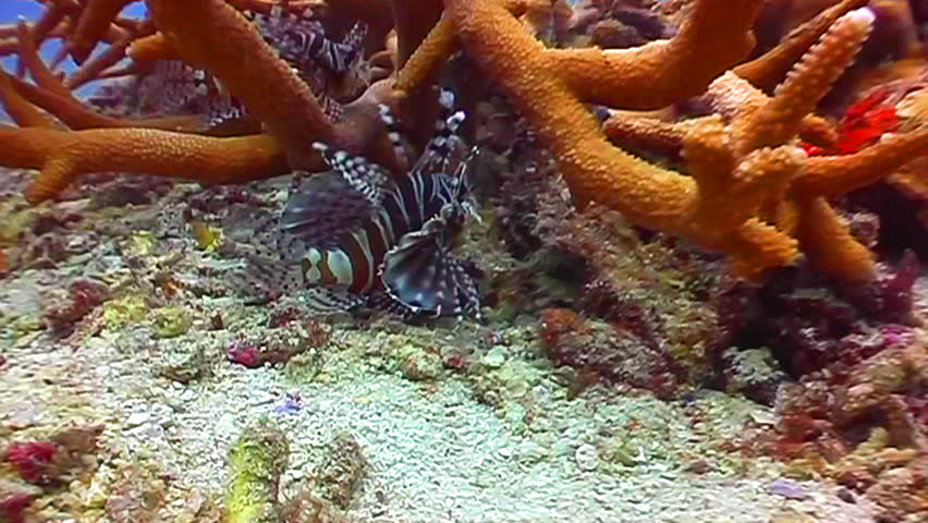 lion fish swimming among the corals 