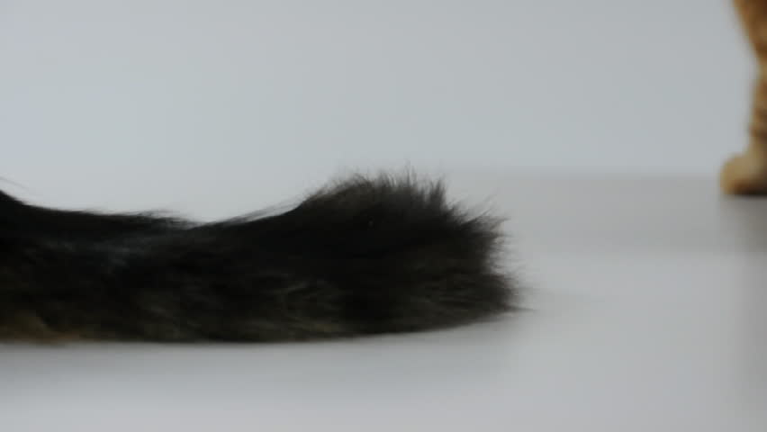 kitten playing with another cat's tail