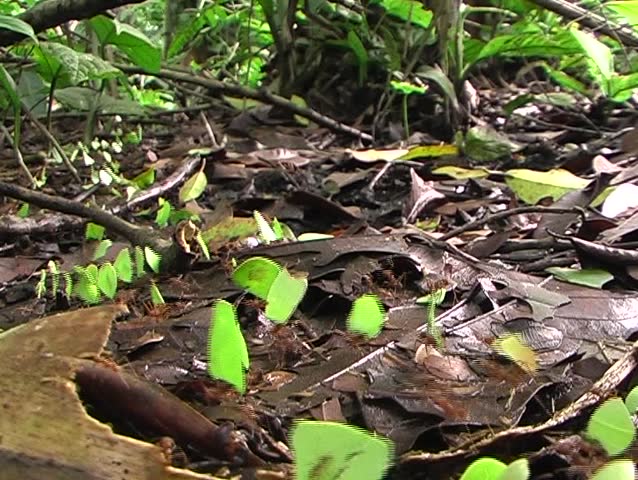 Trail of leaf cutter ants on the forest floor