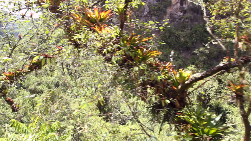 Branch laden with bromeliads in the Ecuadorian Andes