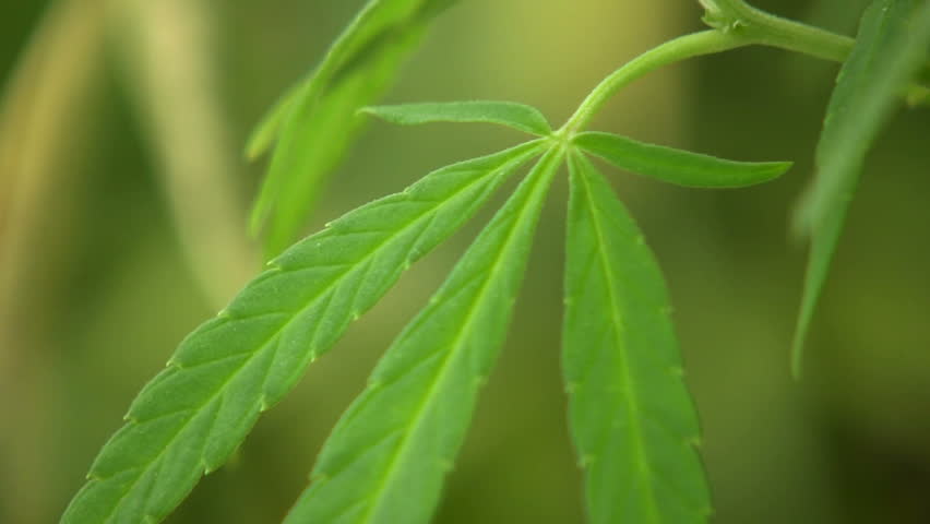 Cannabis plant (Cannabis sativa)
