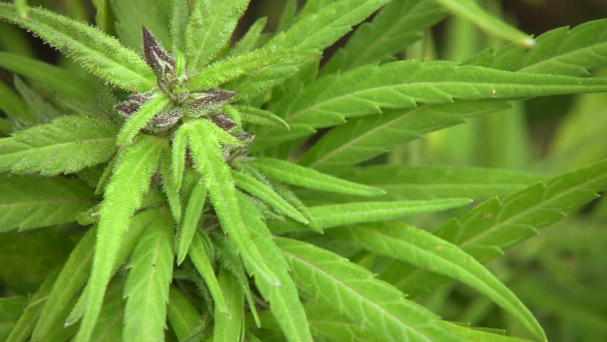 Cannabis plant (Cannabis sativa)