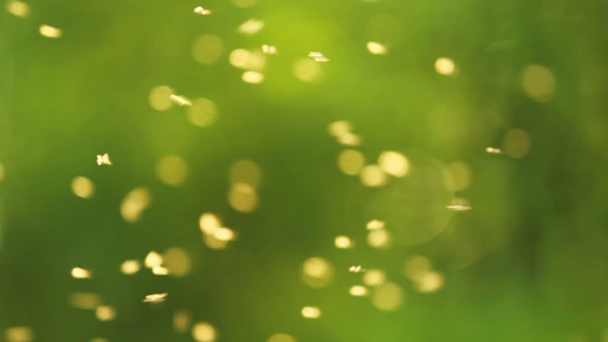 Swarm of mosquitoes