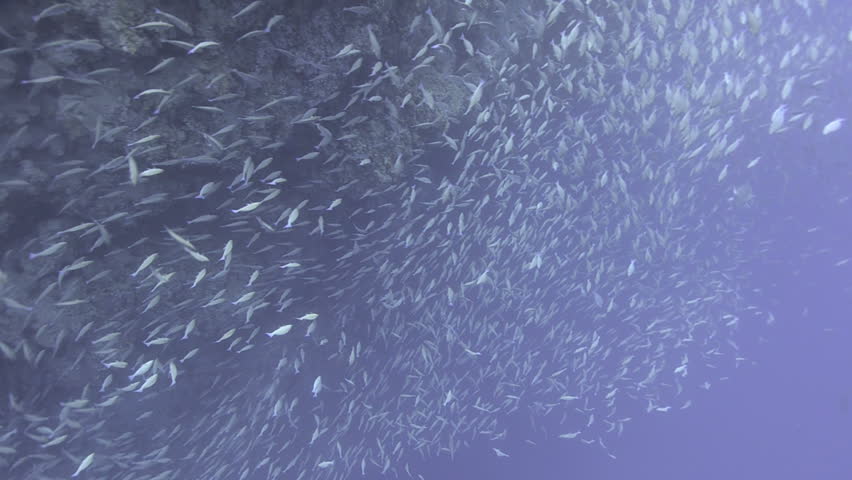 Large school/shoal of Long-nose parrot fish. This species of fish only gathers in these numbers for one to two weeks during the breeding season. Good footage to depict an abundant marine ecosystem.;