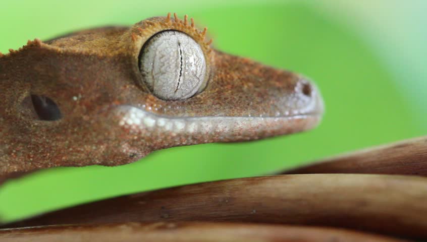Crested Gecko