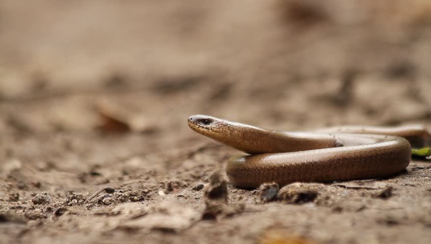 Excited slow-worm in the wild is breathing heavily