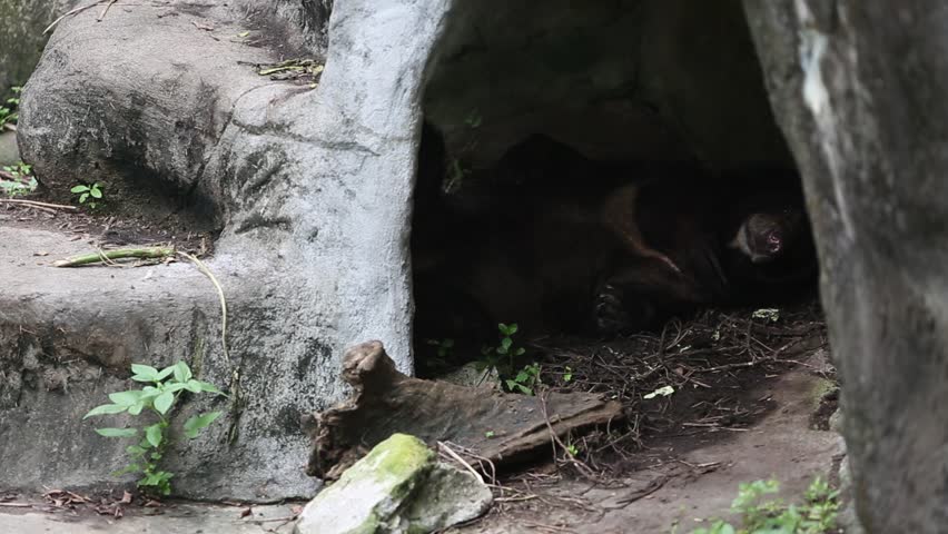 An Adult Formosa Black Bear Waked And Go Out The Cave At A Day Hot