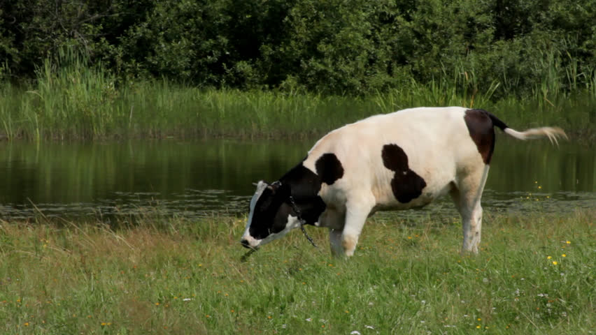 Cow in the field