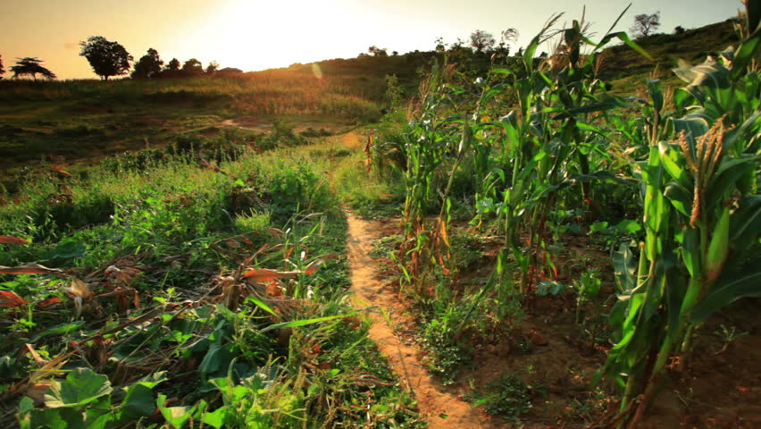 KENYA, AFRICA - CIRCA AUGUST 2010: Two kids run through cornfield at sunset in Africa circa August 2010.