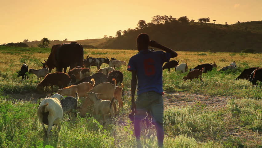 KENYA, AFRICA - CIRCA AUGUST 2010: People herding goats in Kenya circa August 2010.