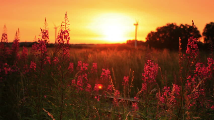Shot of sunset through some flowers in Copenhagen, Denmark