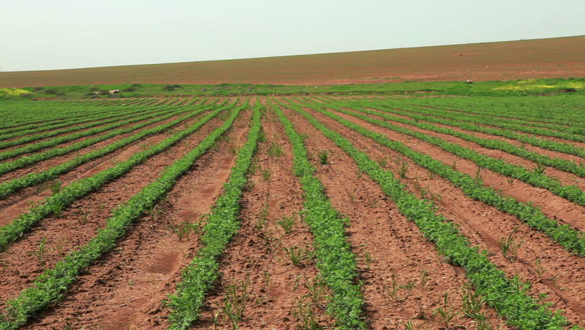 Pan left to right across a field in Israel with rows of beans plants where there was once just desert. There are plowed and cultivated fields in the background.