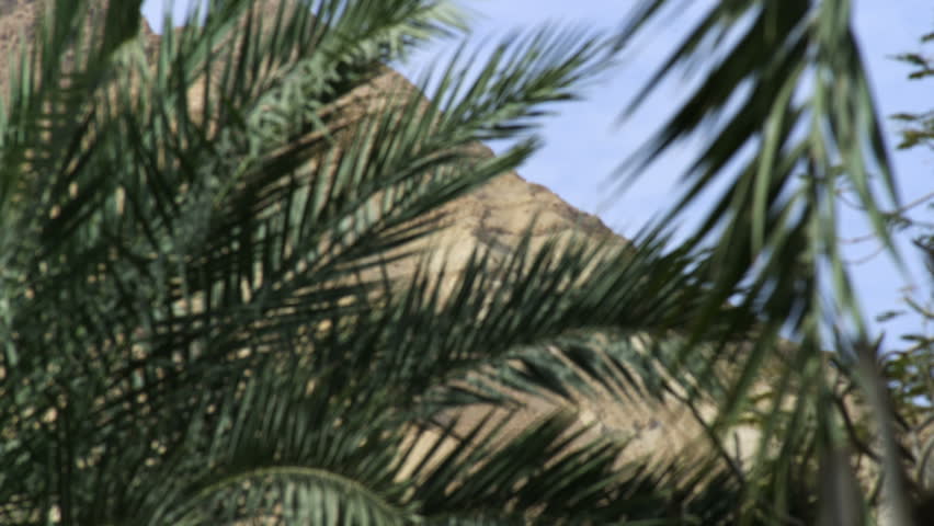 Palm Foliage leaves with barren red mountainside in the background, at Ein Gedi Kibbutz Israel.   02/27/2011