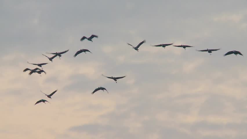 common crane