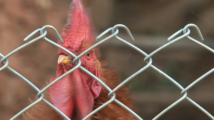 Rooster close up