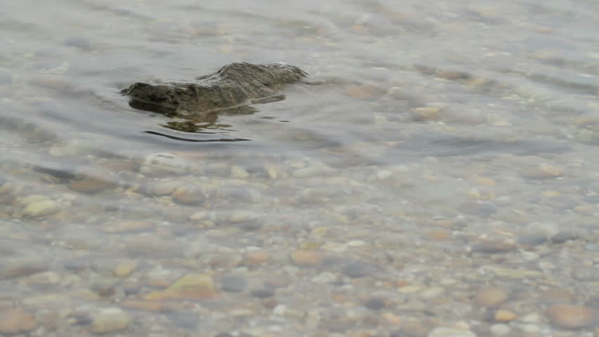 stone on the river