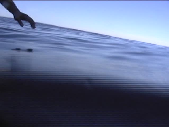 Great White Shark underwater swims up to nose which touches Shark nose. Shark opens mouth wide with teeth very close to camera nearly biting it.