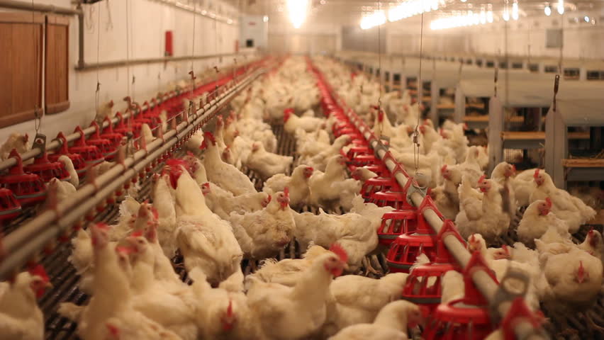 Chicken Farm, Poultry