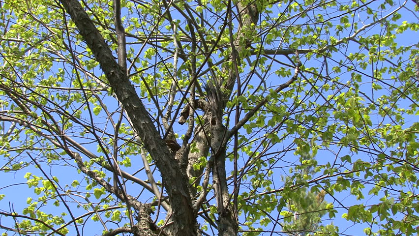Chickadee climbs in and out of hole in tree