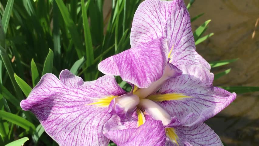 Header of Acorus Calamus