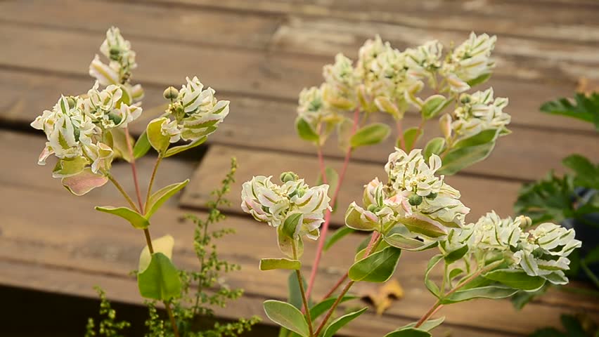 White flowers blow in the breeze