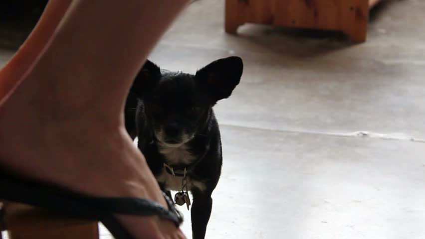 Small black dog looks at sitting women's feet