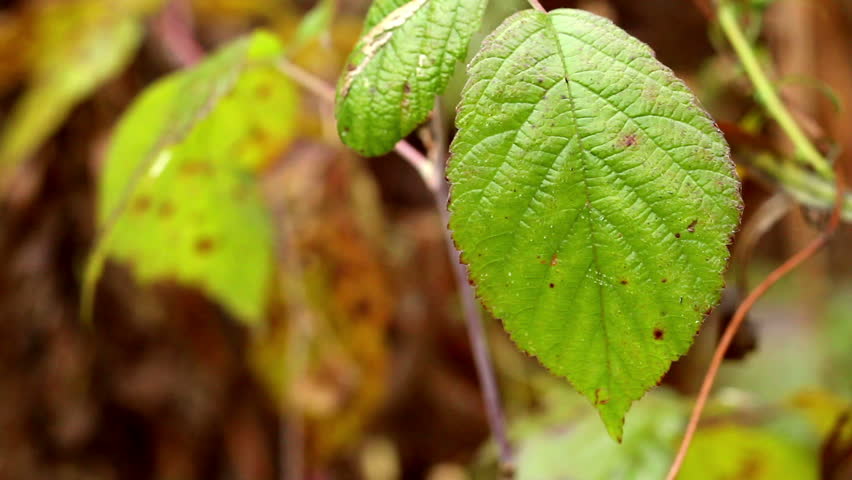 green leaves 