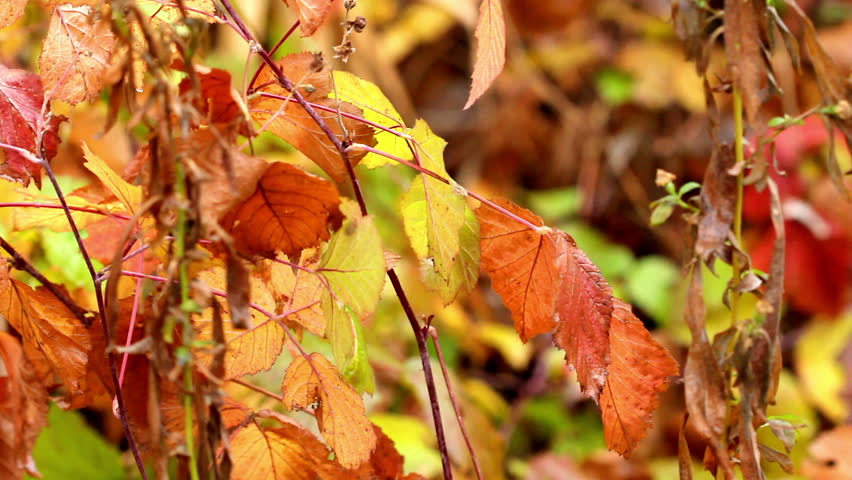 autumn leaves