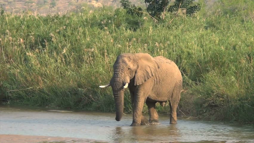 Large troop of African elephants crossing the river