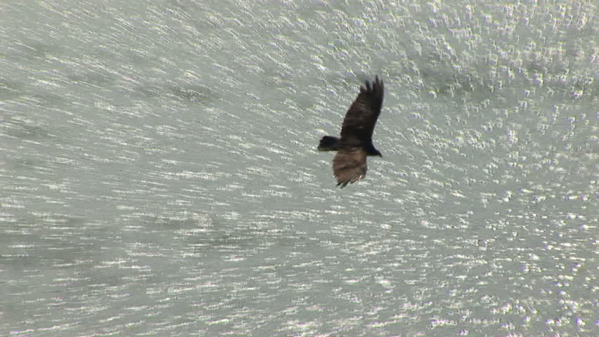 Turkey vulture soars through sky