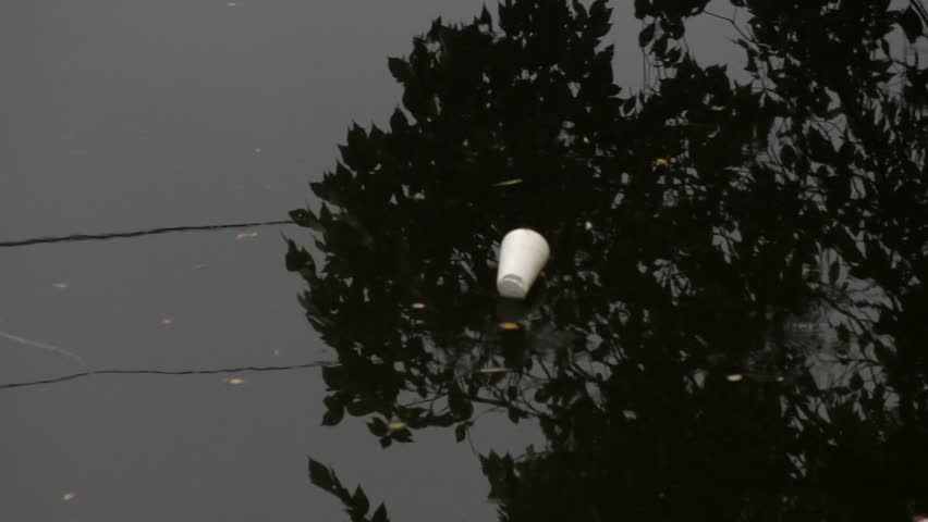 White styrofoam cup floating in pond, trees reflected in water