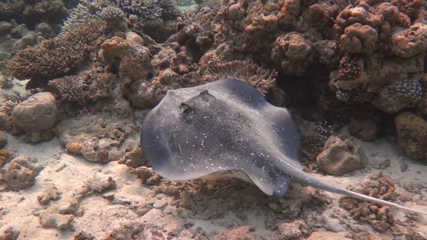 Swimming stingray