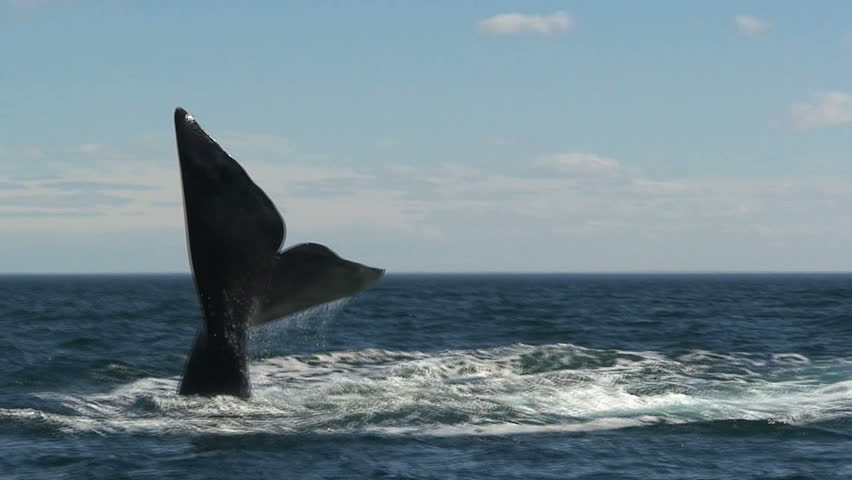 A whale lifting its tail and slapping it down on the surface.