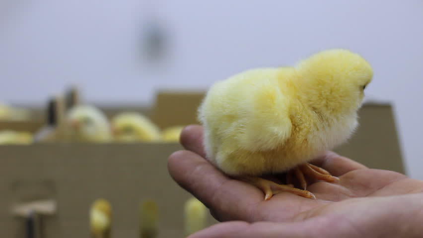 Baby Chick in a Hand