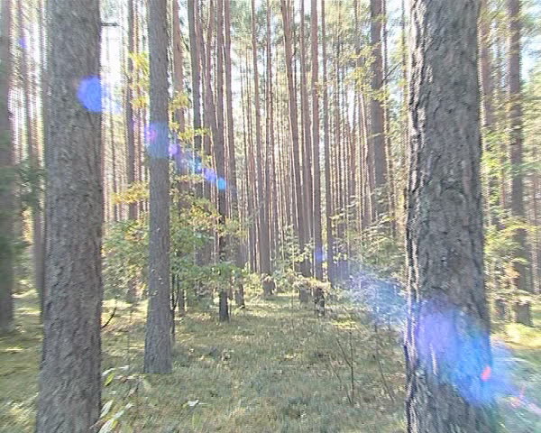 Sunlight penetrating through dense coniferous forest trunks. 