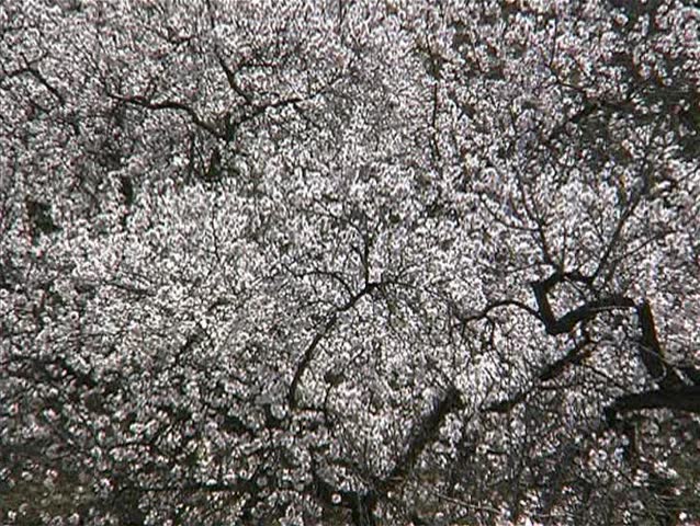 Almond blooming in Spain 6