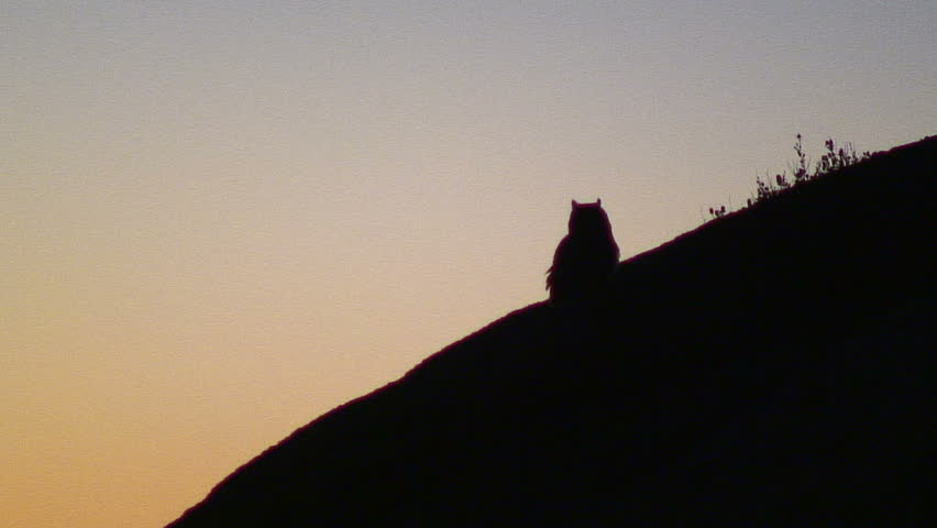 Wide Angle: Owl Turns Head, Namibia, Africa
