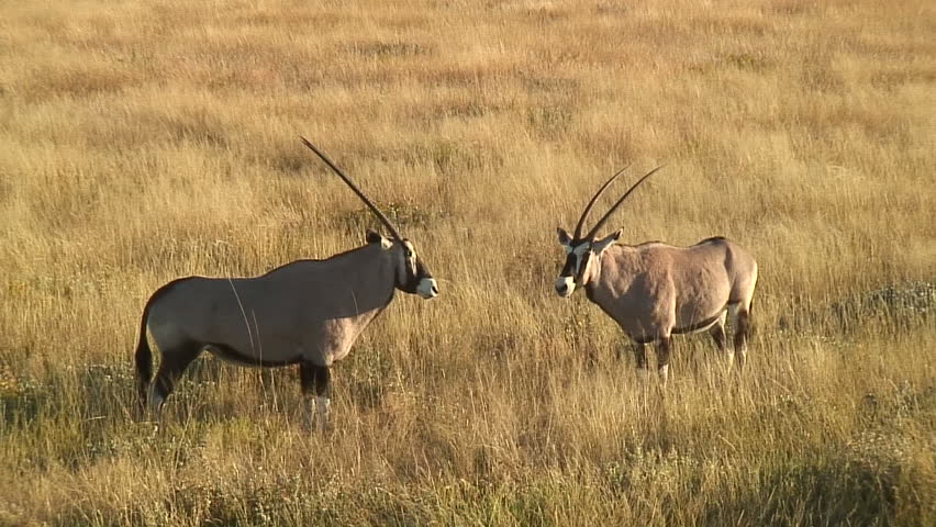 Oryxes Dancing with Long Horns, Namibia