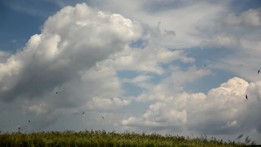 Swallows flying on a cloudy sky background