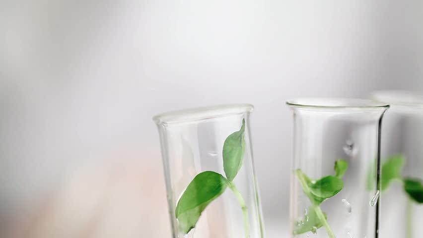 Researcher drops fluid into test tube with plant specimen