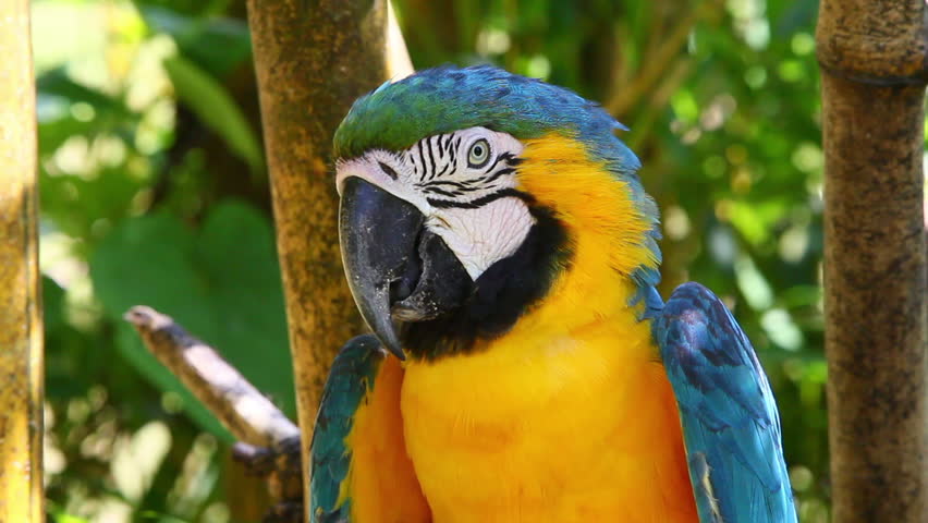 Blue and yellow macaw resting on a branch in Ecuadorian Amazonia, shot in the wild