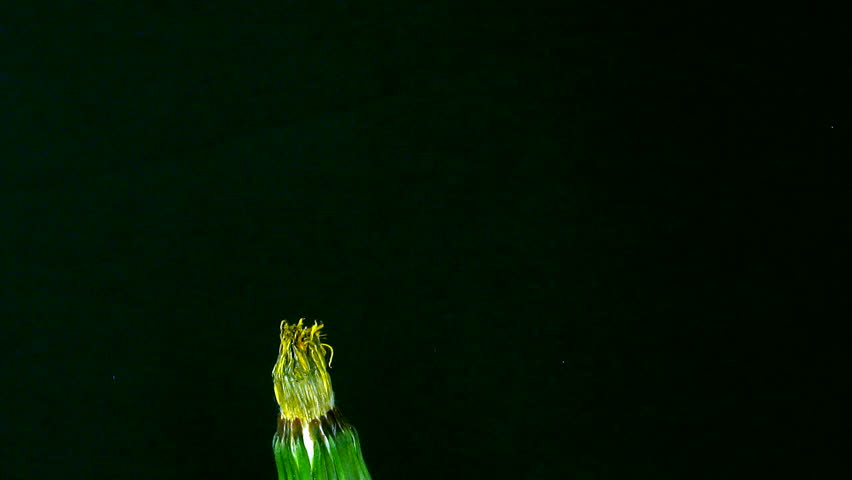 Time-lapse of growing and opening Dandelion 2 