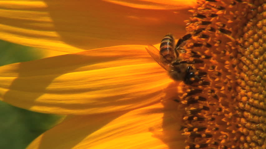 Yellow, Black and Green: Bee and the Sunflower