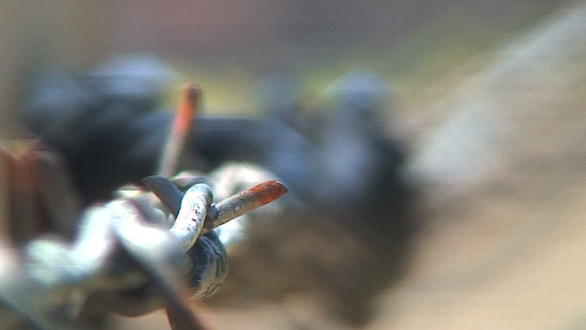 Focus Out: Barbed Wire at Auschwitz