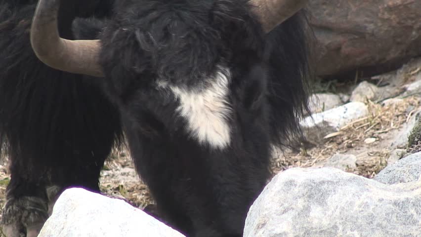 Close-Up Zoom-Out, Pan: Yaks at Everest