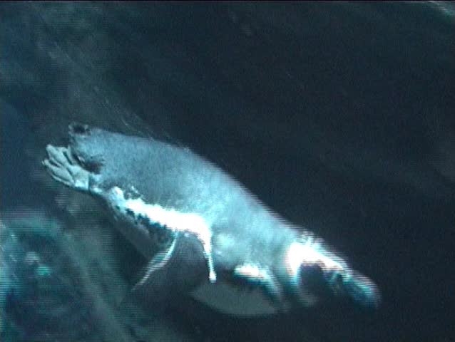 Penguins flying underwater