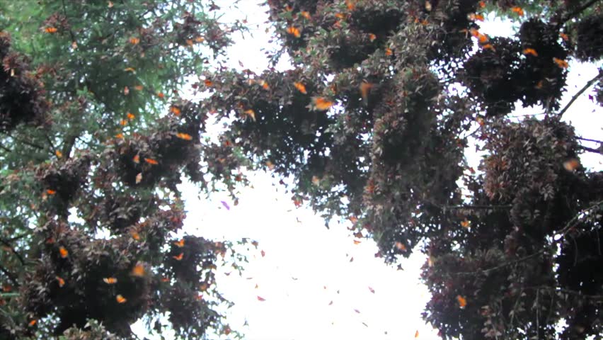 Branch full of monarch butterflies in the sanctuary of Michoacan,  Mexico
